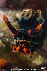 Nembrotha kubaryana ultra macro detail by Jose Maria Abad Ortega 